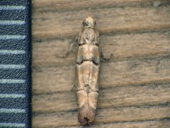 Blastesthia tessulatana