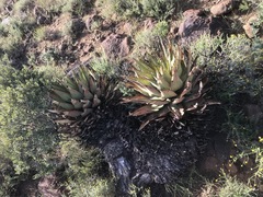 Aloe broomii