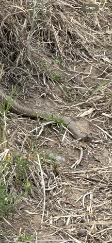Eastern Brown Snake sighting