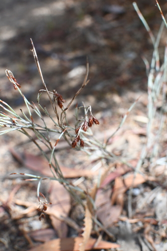 Image of Hypolaena fastigiata by (c) Em Lamond, some rights reserved (CC BY)