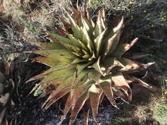 Aloe broomii
