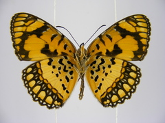 Byblia anvatara crameri