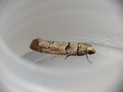 Blastesthia tessulatana