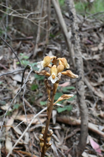 Image of Gastrodia procera by (c) Em Lamond, some rights reserved (CC BY)
