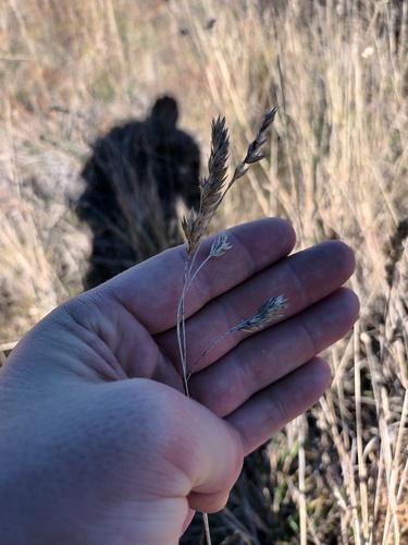 Dactylis glomerata observed 2023-12-06