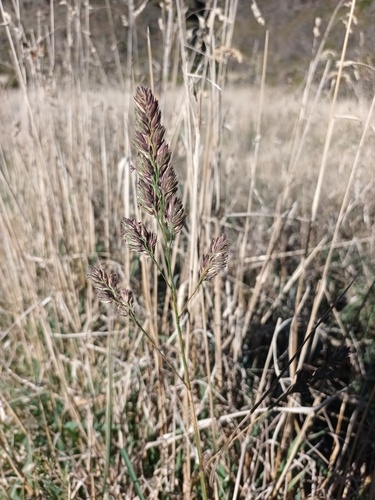 Dactylis glomerata observed 2023-12-06