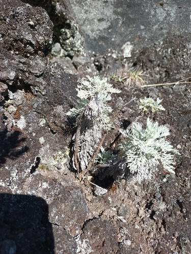 Artemisia mauiensis, photograph 4