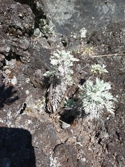 Artemisia mauiensis, photograph author not stated, no rights reserved