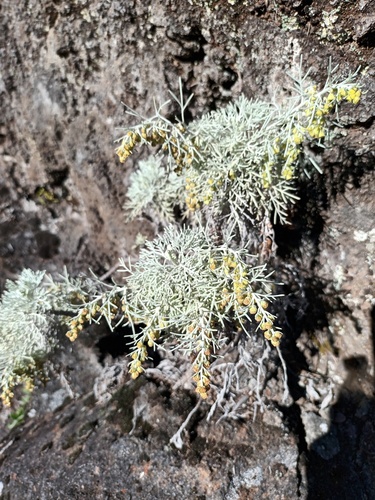 Artemisia mauiensis, photograph 3
