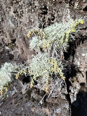 Artemisia mauiensis, photograph author not stated, no rights reserved