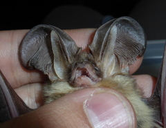 Plecotus macrobullaris