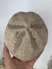 Spatangoida