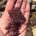 Corallina chilensis - Photo 由 Phil Liff-Grieff 所上傳的 (c) Phil Liff-Grieff，保留部份權利CC BY-NC-SA