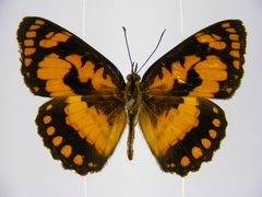 Byblia anvatara crameri