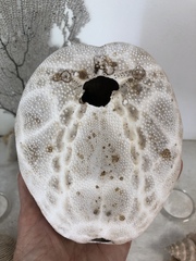 Spatangoida