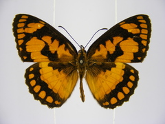 Byblia anvatara crameri