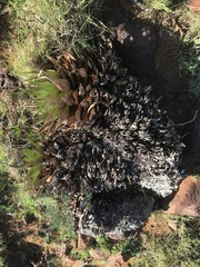 Aloe broomii