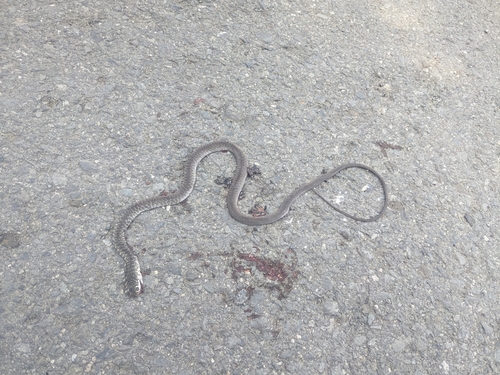 Cyprus Whip Snake