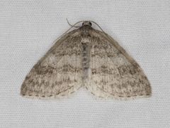 Venusia duodecemlineata