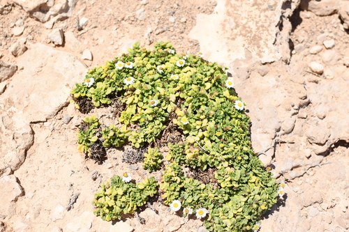 Nullarbor Daisy (Brachyscome tatei)