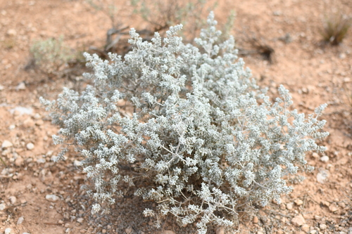 Image of Maireana sedifolia by (c) Em Lamond, some rights reserved (CC BY)