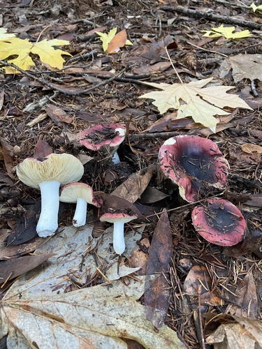 Purple Brittlegill