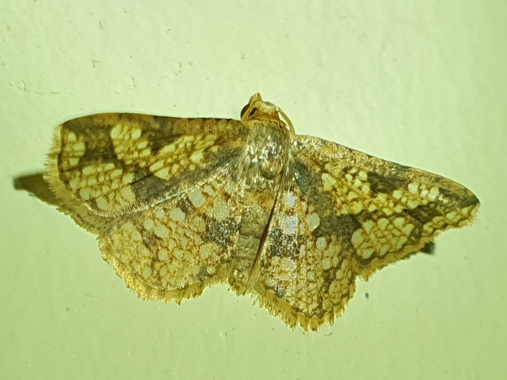 Striglina clathrata