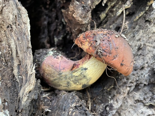 Buchwaldoboletus xylophilus observed 2023-12-02