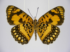 Byblia anvatara crameri