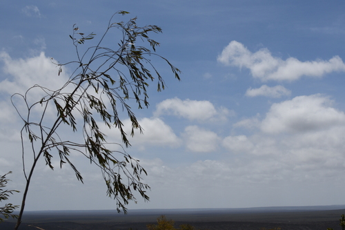 Image of Eucalyptus sepulcralis by (c) Em Lamond, some rights reserved (CC BY)