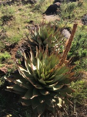 Aloe broomii