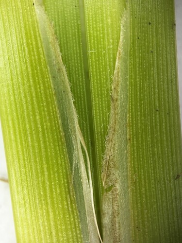 Image of Fimbristylis littoralis by (c) scallions, some rights reserved (CC BY)