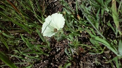 Calystegia collina oxyphylla