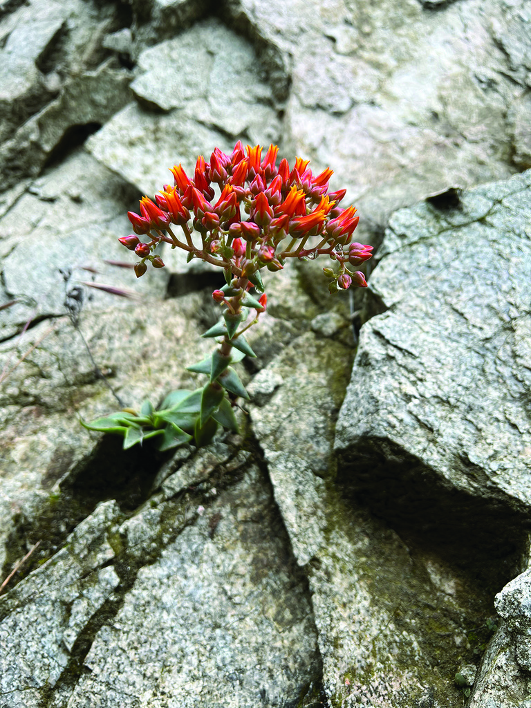 Transverse Ranges Liveforever in June 2023 by dianago · iNaturalist