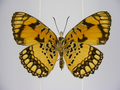 Byblia anvatara crameri