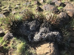 Aloe broomii
