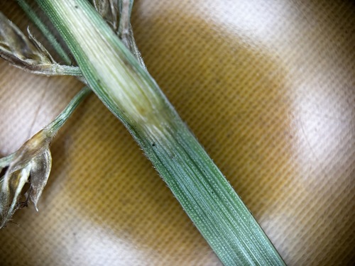 Image of Fimbristylis complanata by (c) scallions, some rights reserved (CC BY)