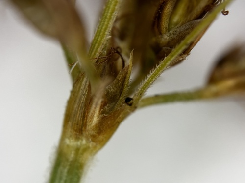 Image of Fimbristylis complanata by (c) scallions, some rights reserved (CC BY)
