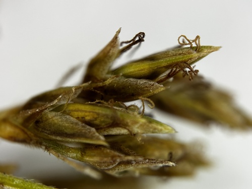 Image of Fimbristylis complanata by (c) scallions, some rights reserved (CC BY)