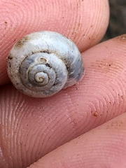 Praticolella mexicana