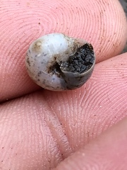 Praticolella mexicana