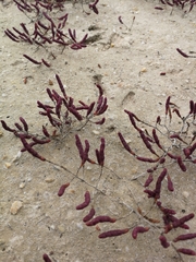 Salicornia meyeriana