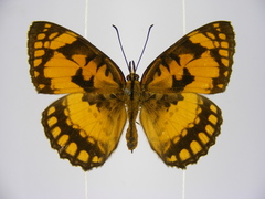 Byblia anvatara crameri