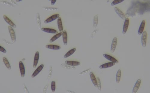 Representative image of Hysteriales