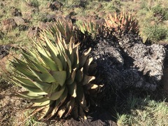 Aloe broomii