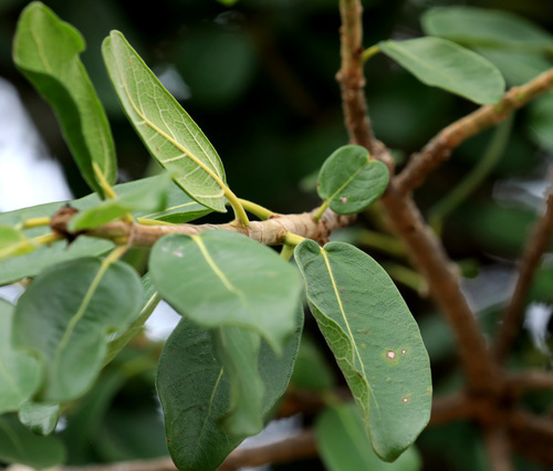 Ficus stuhlmannii, photograph 5