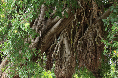 Ficus stuhlmannii, photograph 4