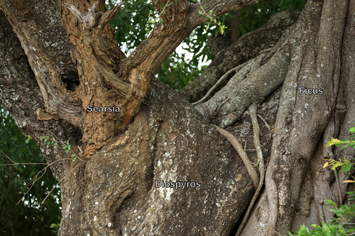 Ficus stuhlmannii, photograph 6
