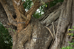 Ficus stuhlmannii, photograph (c) Wynand Uys, some rights reserved (CC BY)