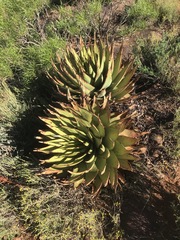 Aloe broomii